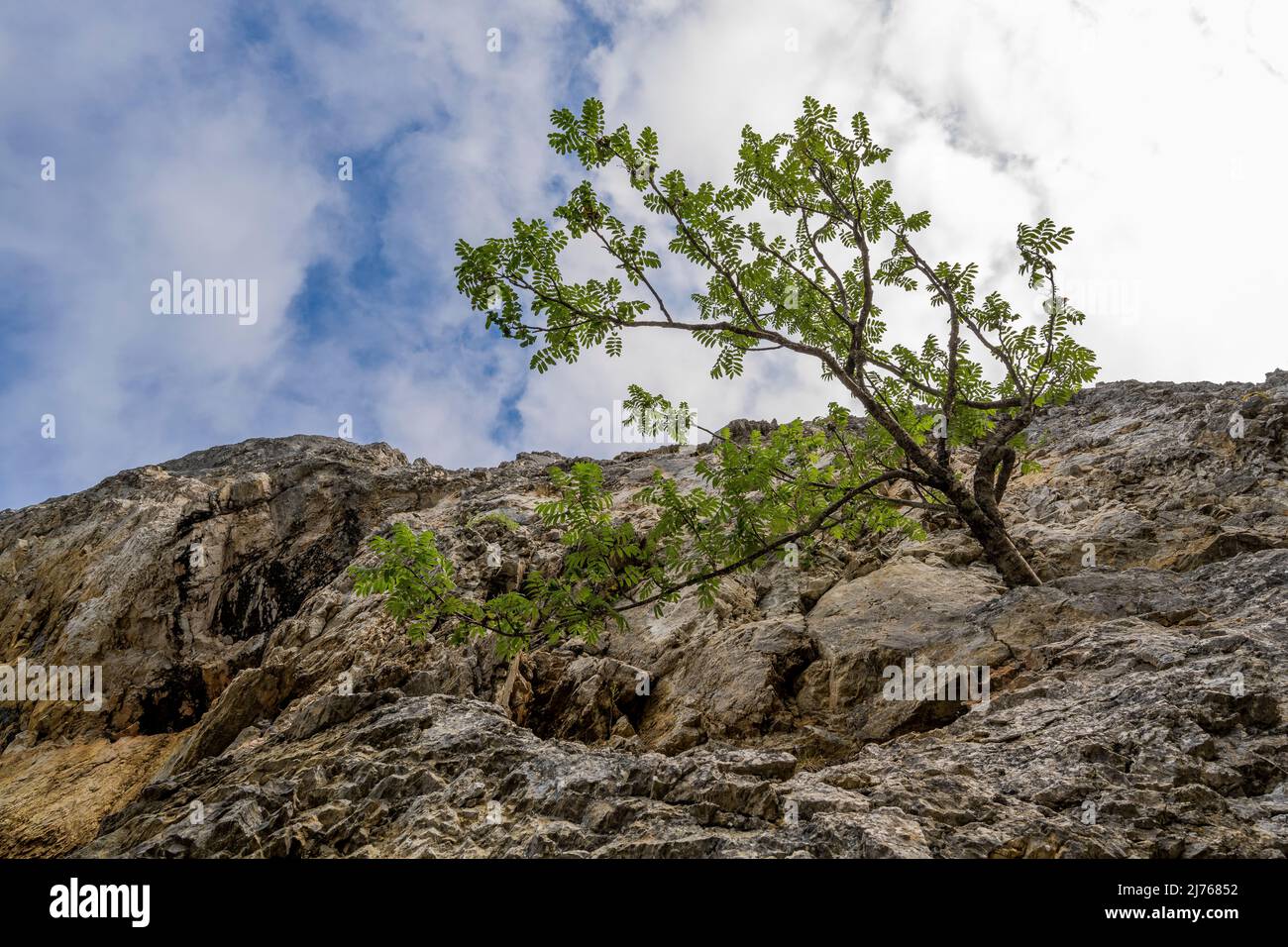 Una cenere di montagna cresce su un ripido pendio di montagna a Karwendel. Vista dal basso verso il cielo nuvoloso. Foto Stock