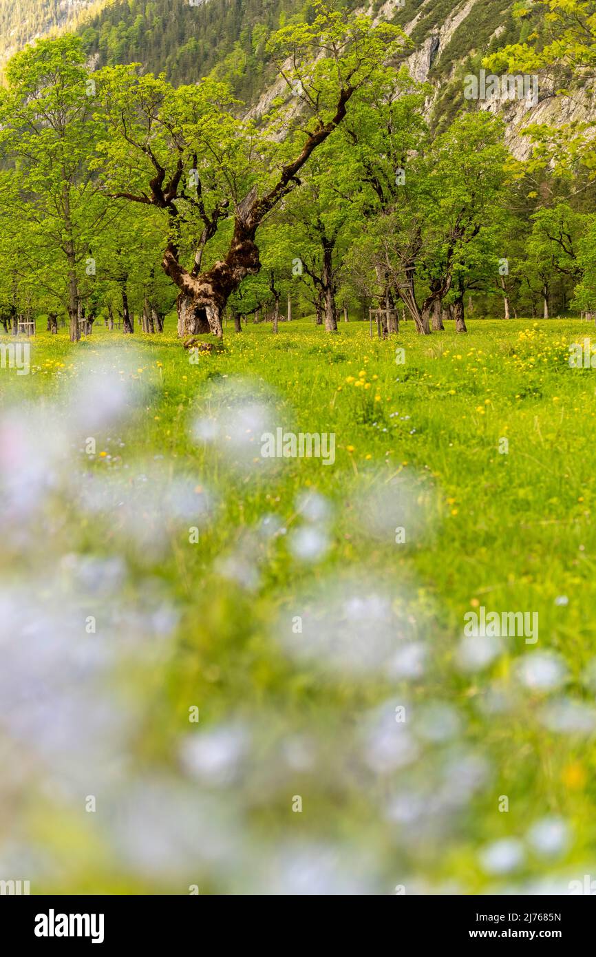 Un vecchio albero di acero al Großer Ahornboden a Karwendel, Tirolo. Presi dai fiori colorati, questi si presentano come spruzzi colorati di colore, sullo sfondo l'albero. Foto Stock