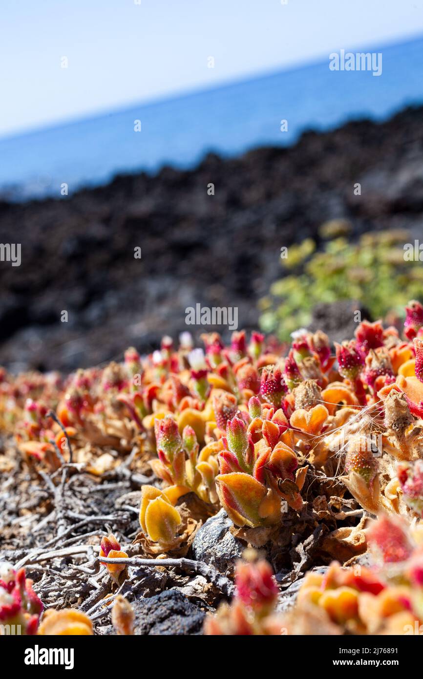 Primo piano dei fiori di Mesembrianthemum cristallinum. È una pianta succulenta prostrata coperta con grandi cellule della vescica di ascolto o vescicole d'acqua, r Foto Stock