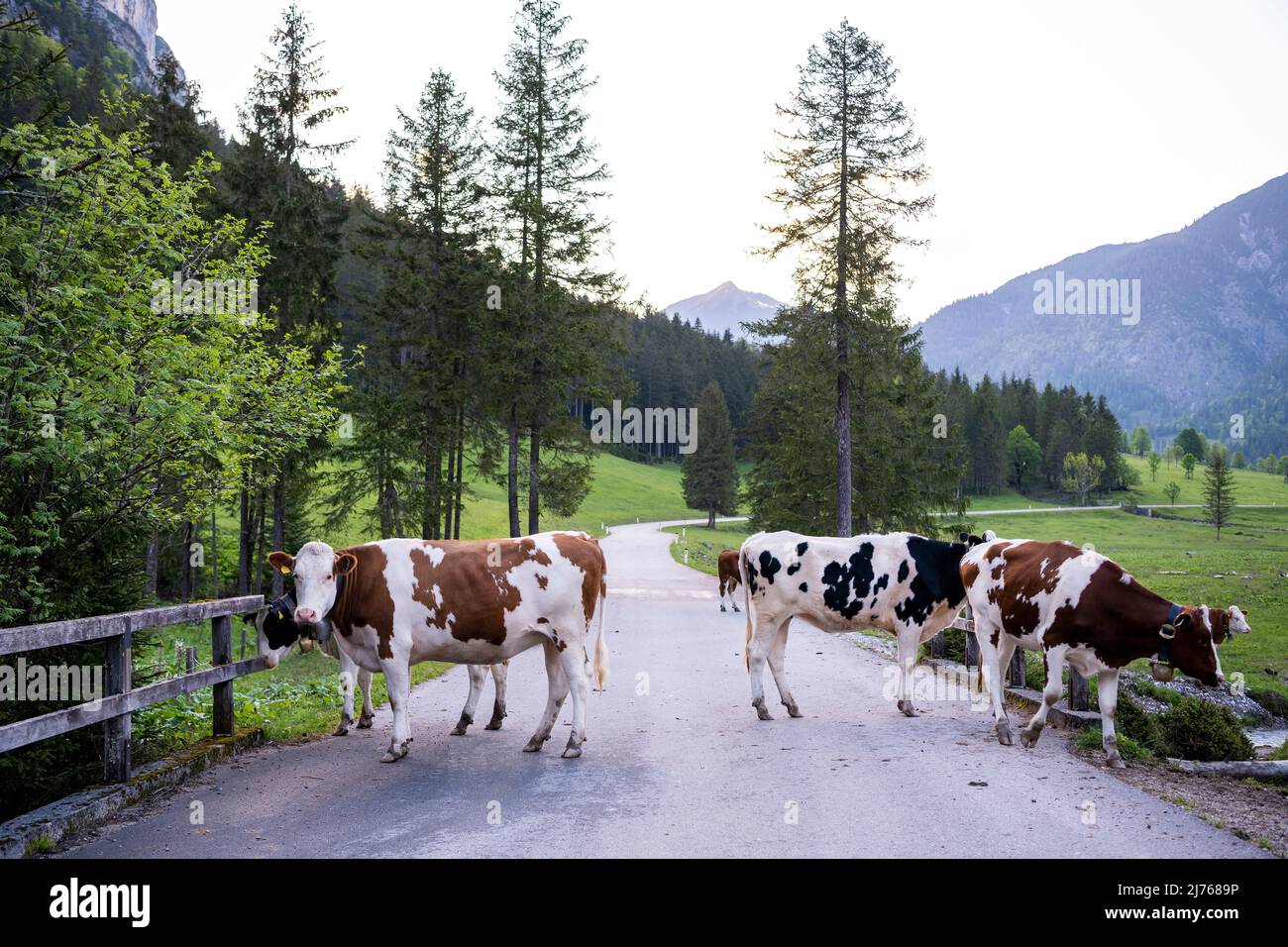 Mucche in piedi sulla strada alpina per Grosser Ahornboden a Karwendel, nelle Alpi austriache. Foto Stock