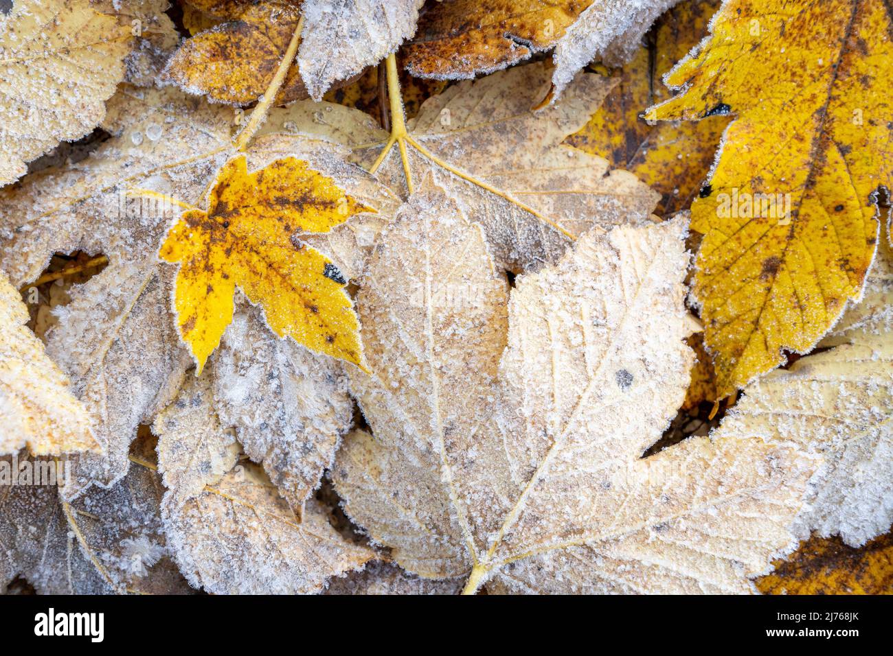 Foglie di acero a terra, con gelo dopo la prima notte gelate a fine autunno. Foto Stock