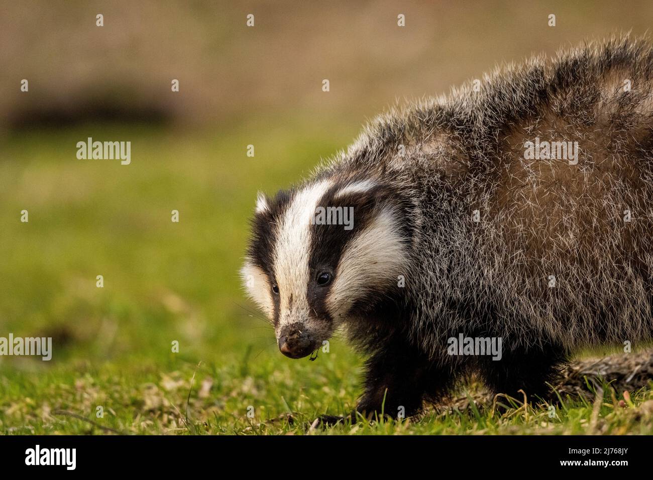 Un tasso (Meles meles) cerca vermi e larve in un prato di montagna in primavera Foto Stock