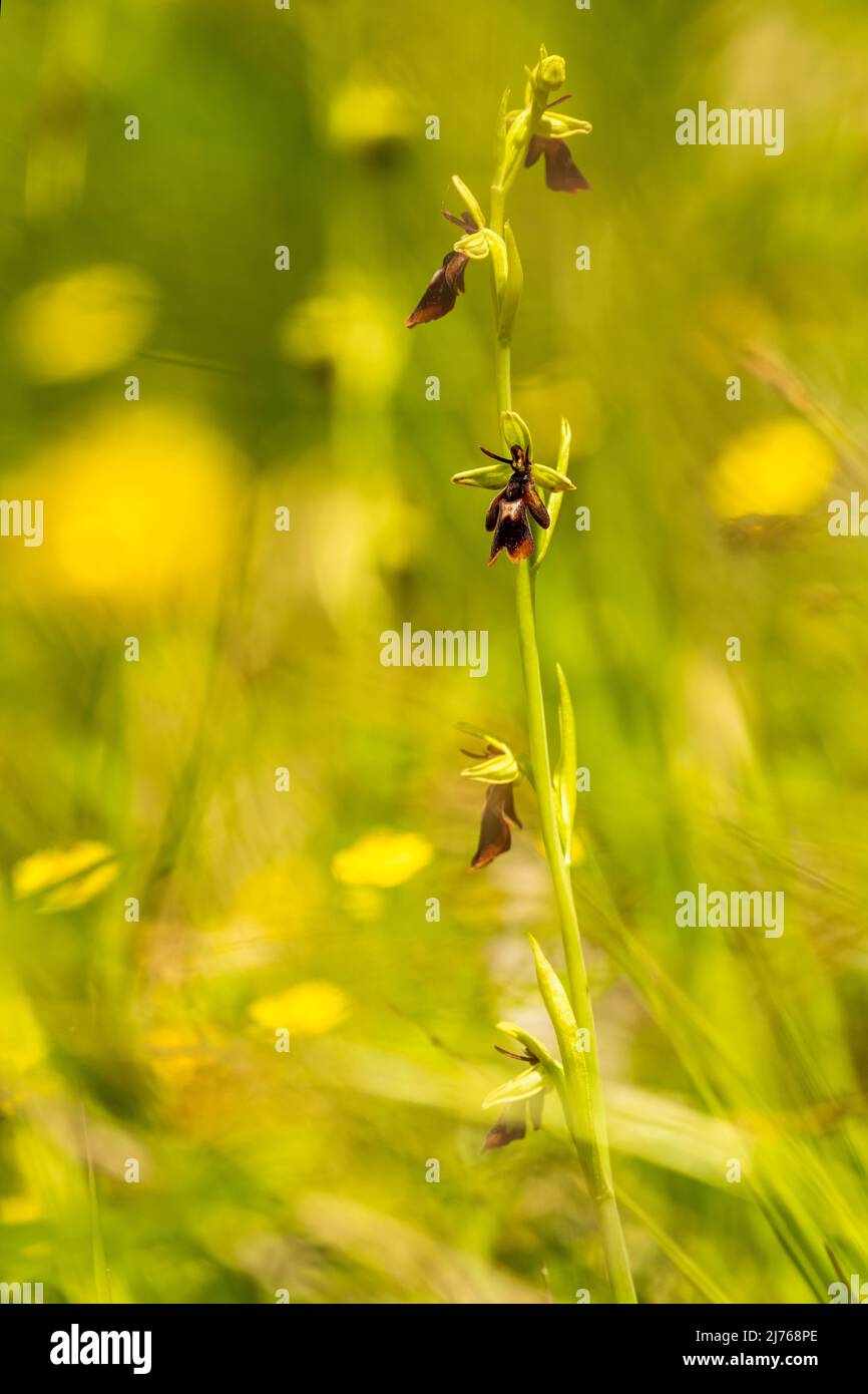 Fly agarico fiore nel Karwendel, come i piccoli uomini strung su una corda, le infiorescenze del orchidea nativo appendere in estate nel verde di un prato alpino nel Karwendel. Foto Stock