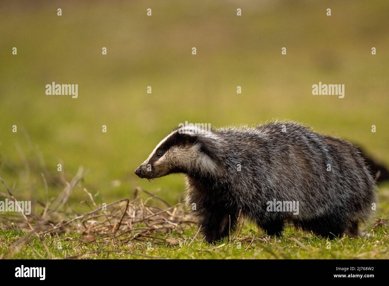 Un tasso (Meles meles) cerca vermi e larve in un prato di montagna in primavera Foto Stock