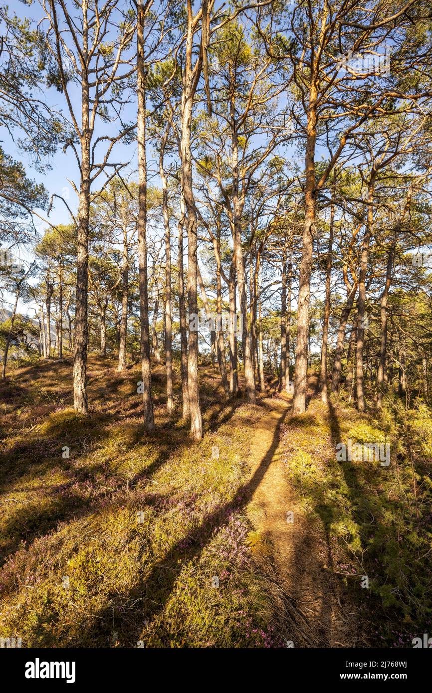 Piccolo sentiero forestale nella luce dorata della sera del sole, circondato da erica fiorente e pini, con ombre dure degli alberi. Foto Stock