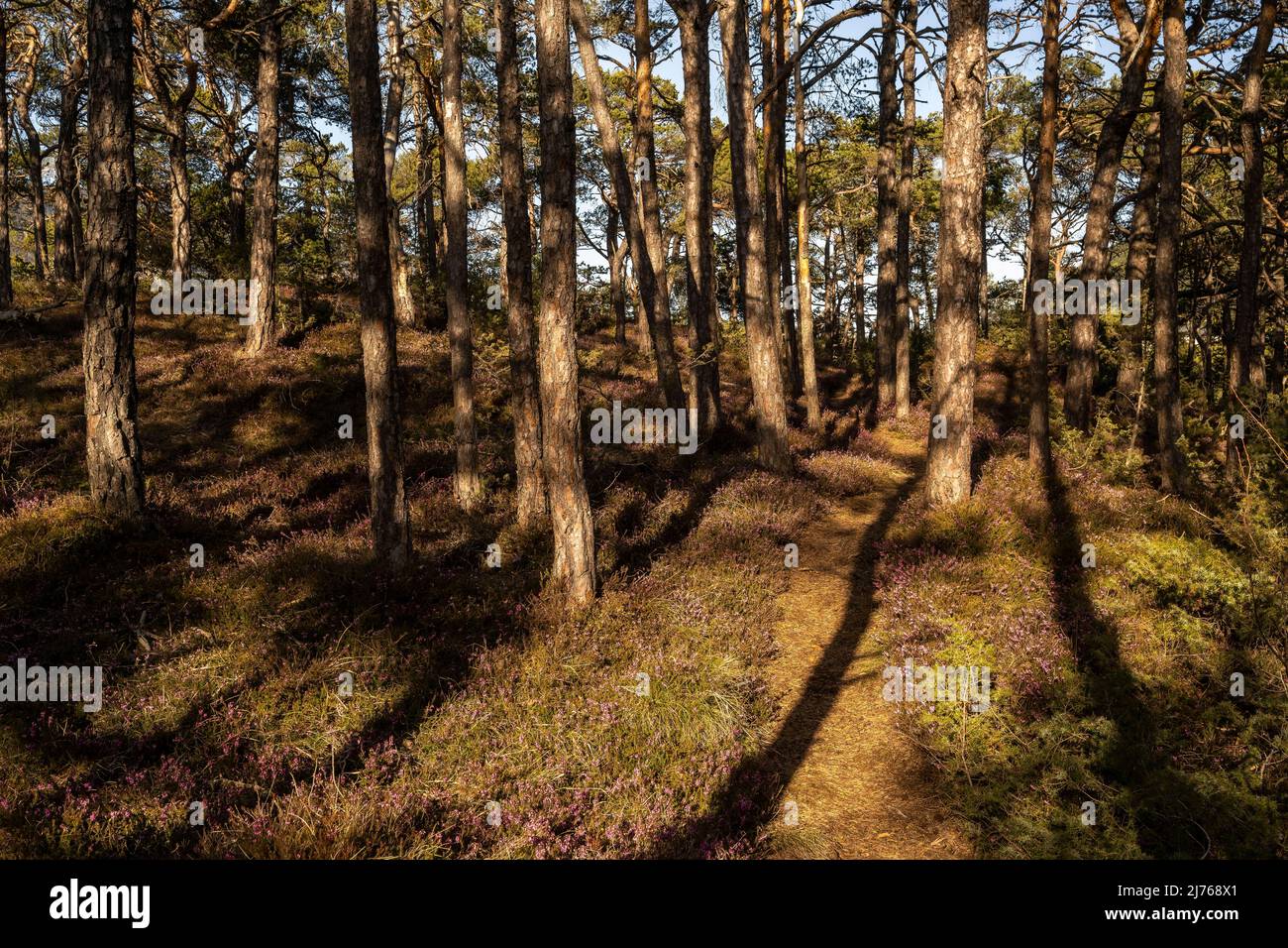 Piccolo sentiero forestale nella luce dorata della sera del sole, circondato da erica fiorente e pini, con ombre dure degli alberi. Foto Stock
