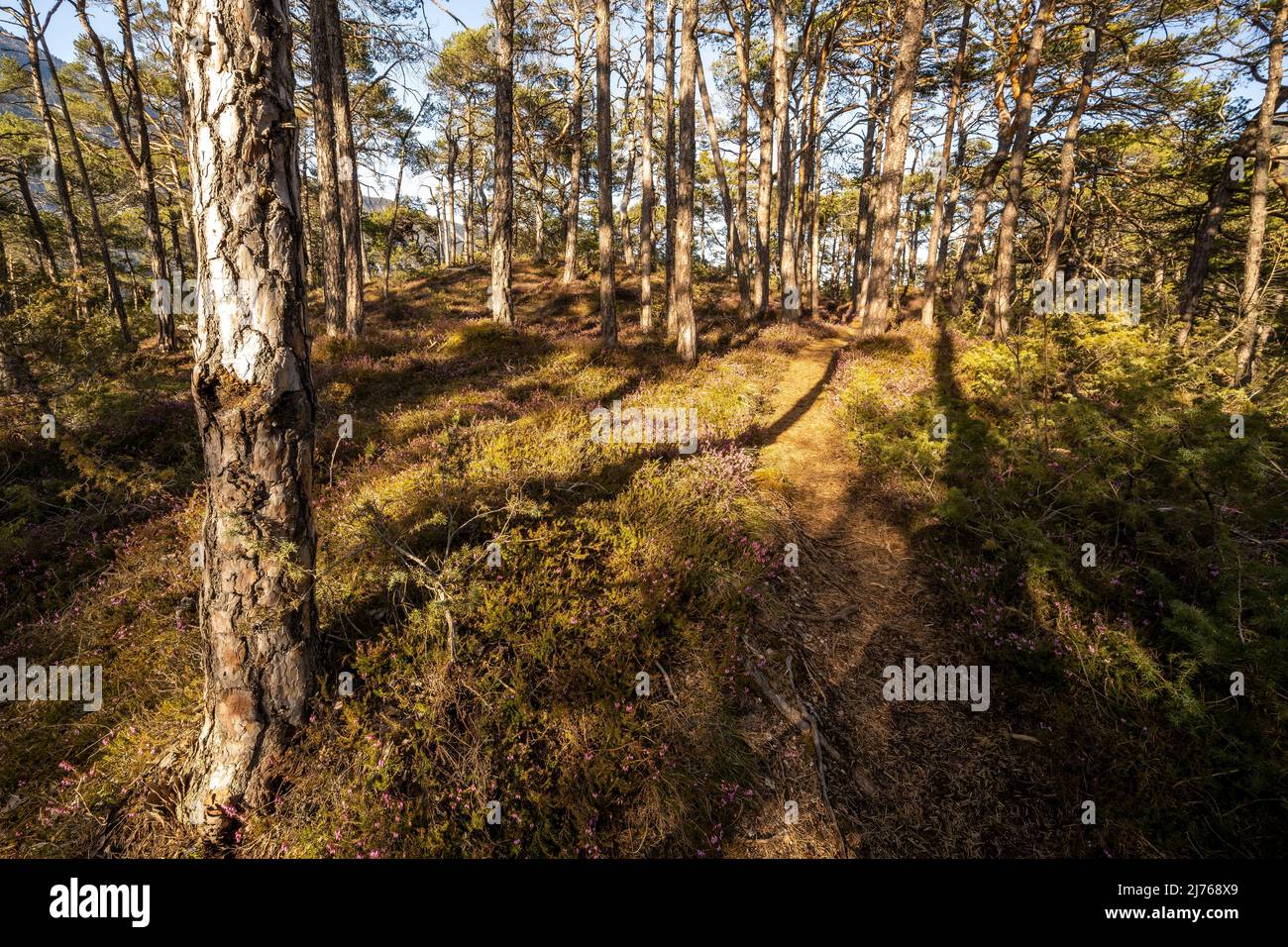 Piccolo sentiero forestale nella luce dorata della sera del sole, circondato da erica fiorente e pini, con ombre dure degli alberi. Foto Stock