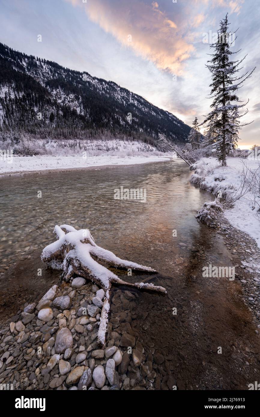 Una radice con Schneee nel ruscello dell'Isar in forma femminile durante il tramonto alle pendici bavaresi del Karwendel al casello tra Vorderriss e Wallgau vicino Garmisch-Partenkirchen. Foto Stock