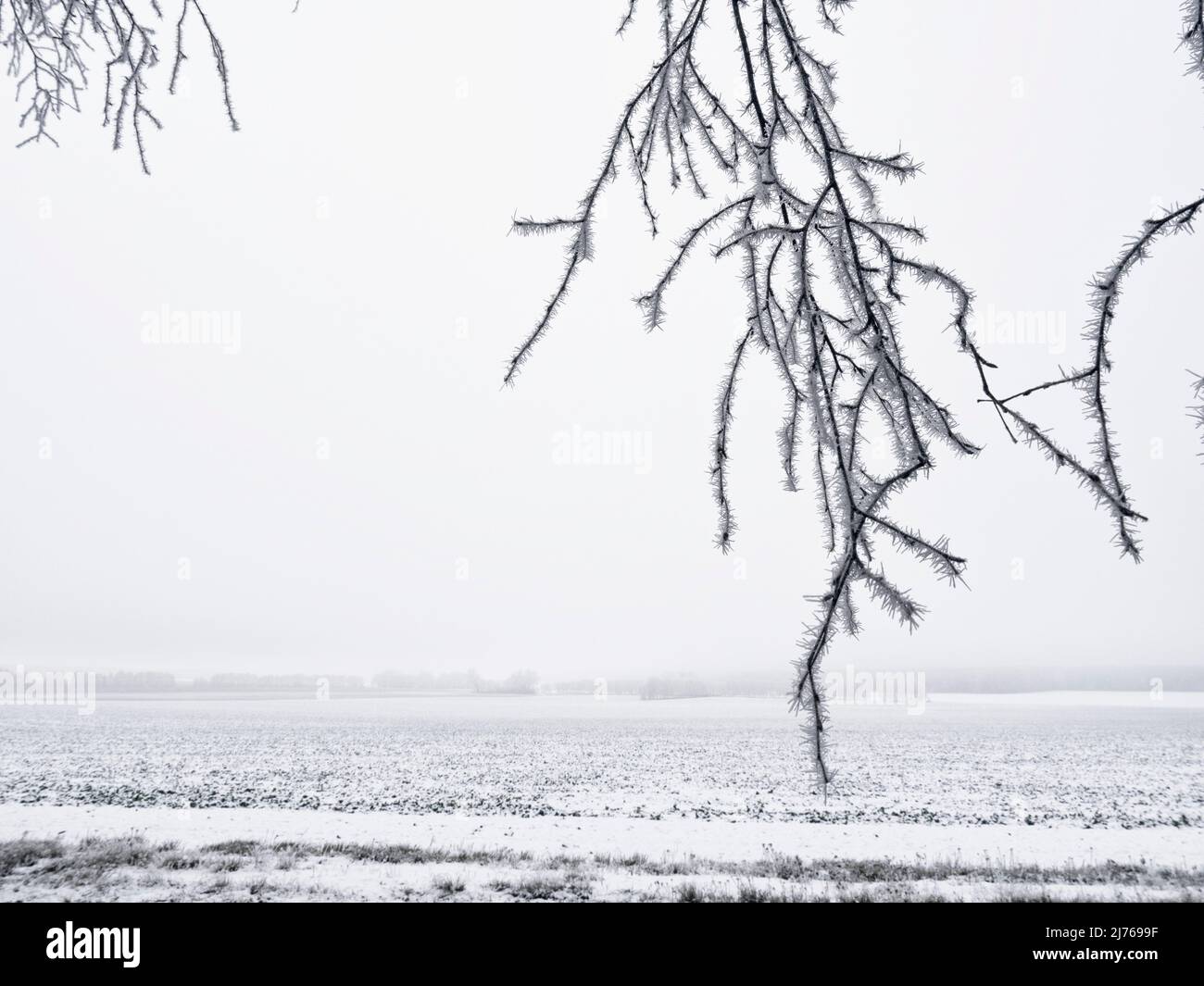 rami di albero ricoperti di gelo di fronte al campo innevato Foto Stock