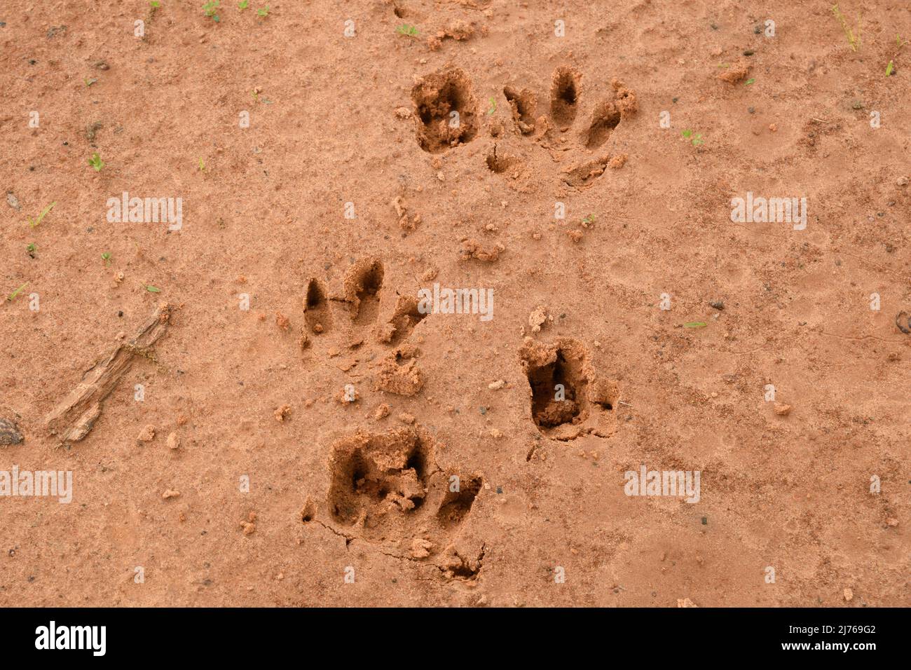Armadillo a nove bande in soffice sporco rosso umido; affondando abbastanza in profondità Foto Stock