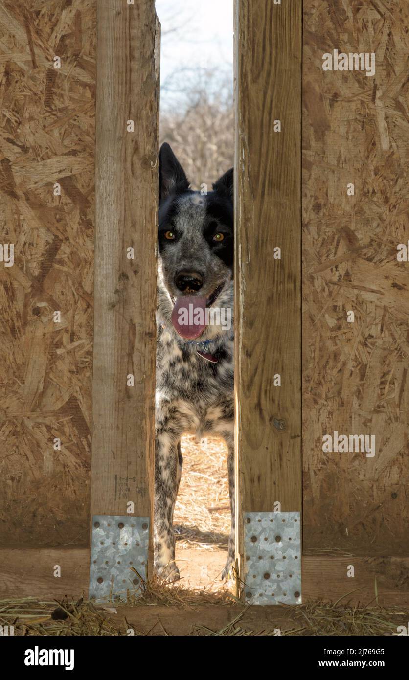 Cane bianco e nero spotted che guarda attraverso una porta fienile dall'esterno Foto Stock