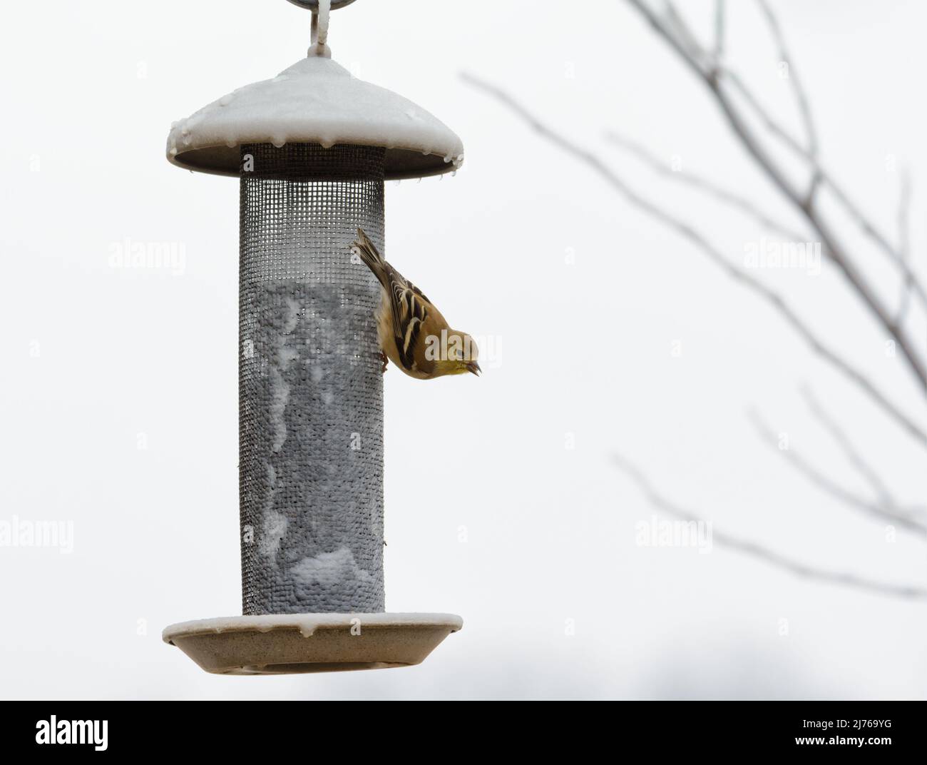 American Gold Finch appeso su un alimentatore di maglia coperto di ghiaccio dopo il congelamento della pioggia, cercando di estrarre semi da esso Foto Stock