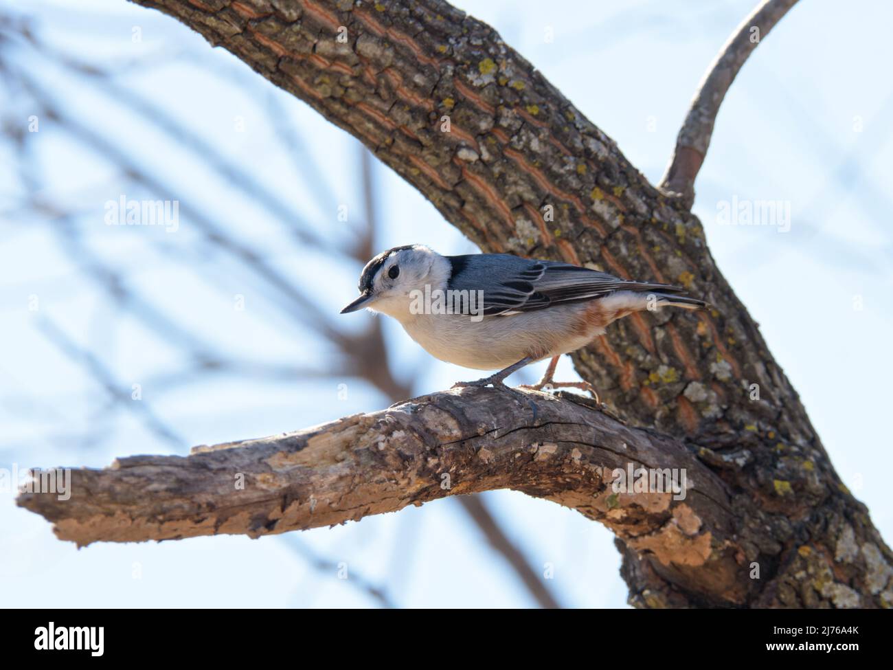 Nuthatch alla brace bianca arroccato in un albero di Persimmon al sole d'inverno Foto Stock