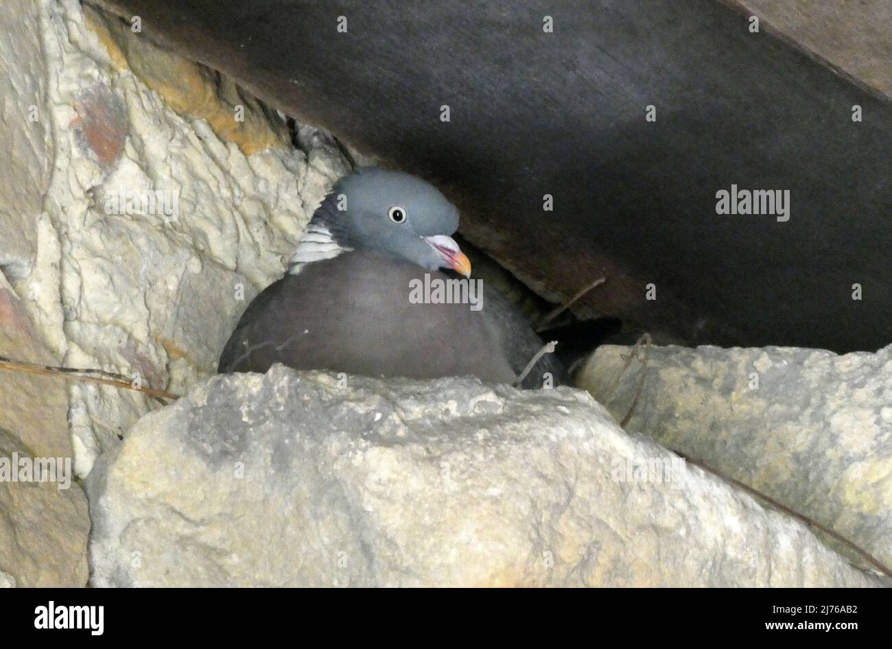 Allevamento di piccione in legno in un angolo di un antico cancello di arenaria. Foto Stock