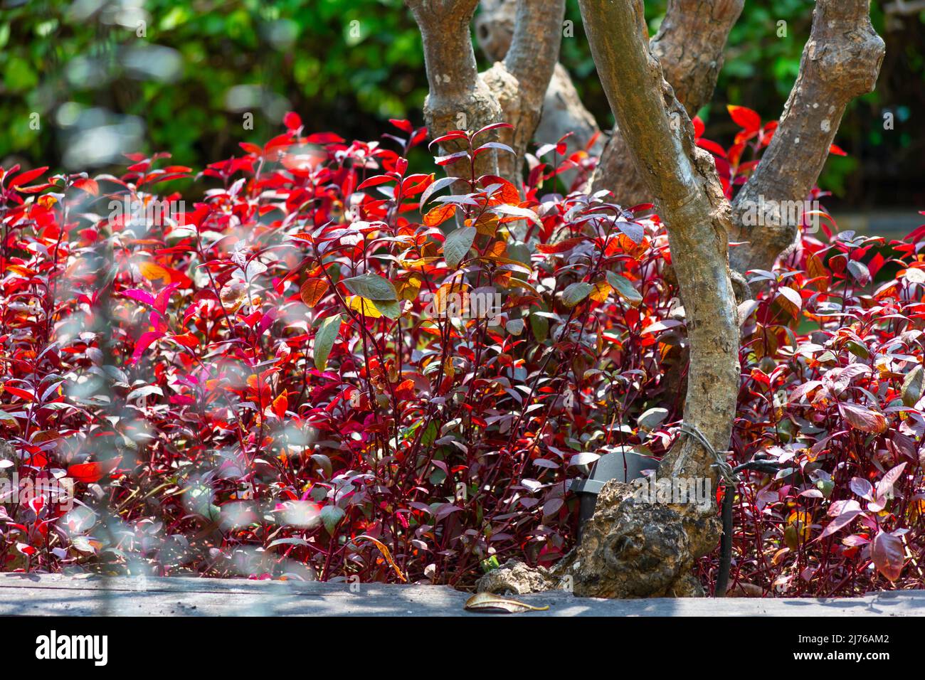 Foglia di pappagallo rosso cardinale, (Alternanthera cardinalis), complesso alberghiero Dusit Thani, Hua Hin, provincia di Prachuap Khiri Khan, Thailandia, Golfo di Thailandia, Asia Foto Stock