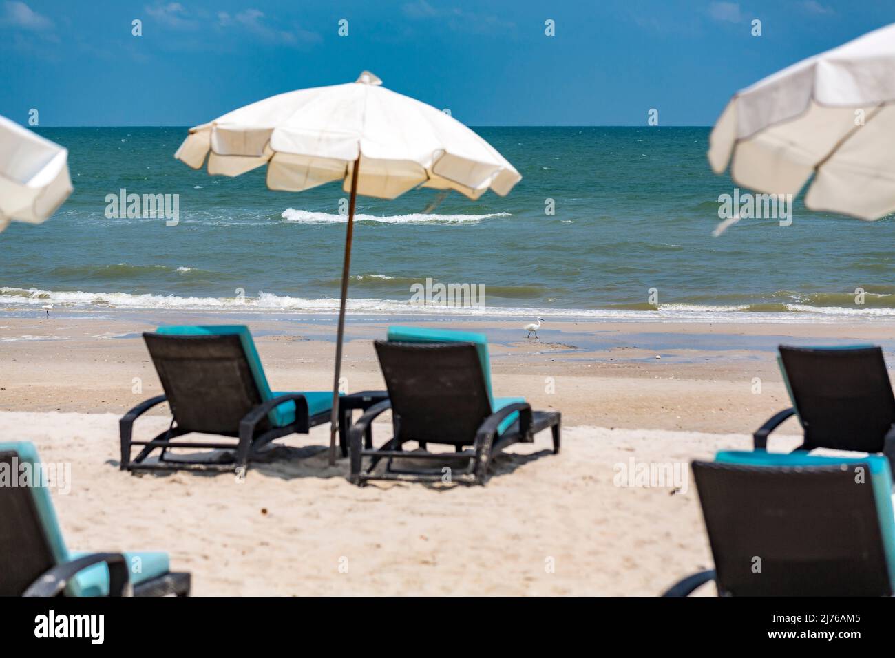 Gretta bianca, (Casmerodius albus), lettini e ombrelloni sulla spiaggia, complesso alberghiero Dusit Thani, Hua Hin, provincia di Prachuap Khiri Khan, Thailandia, Golfo di Thailandia, Asia Foto Stock