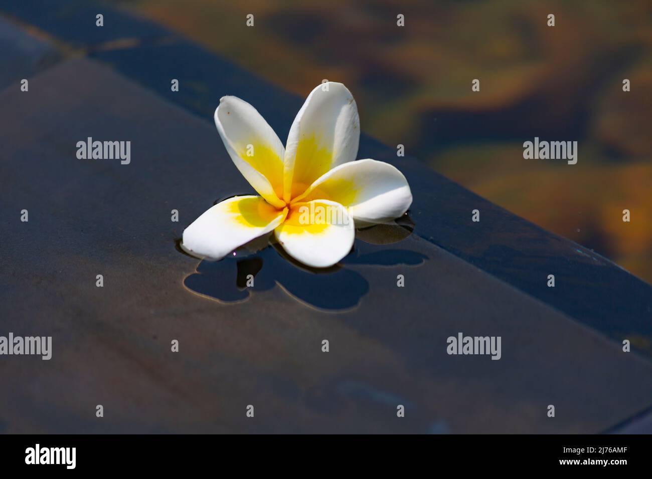 Frangipani fiore in acqua, (Plumeria), Dusit Thani hotel Complex, Hua Hin, Prachuap Khiri Khan provincia, Thailandia, Golfo di Thailandia, Asia Foto Stock