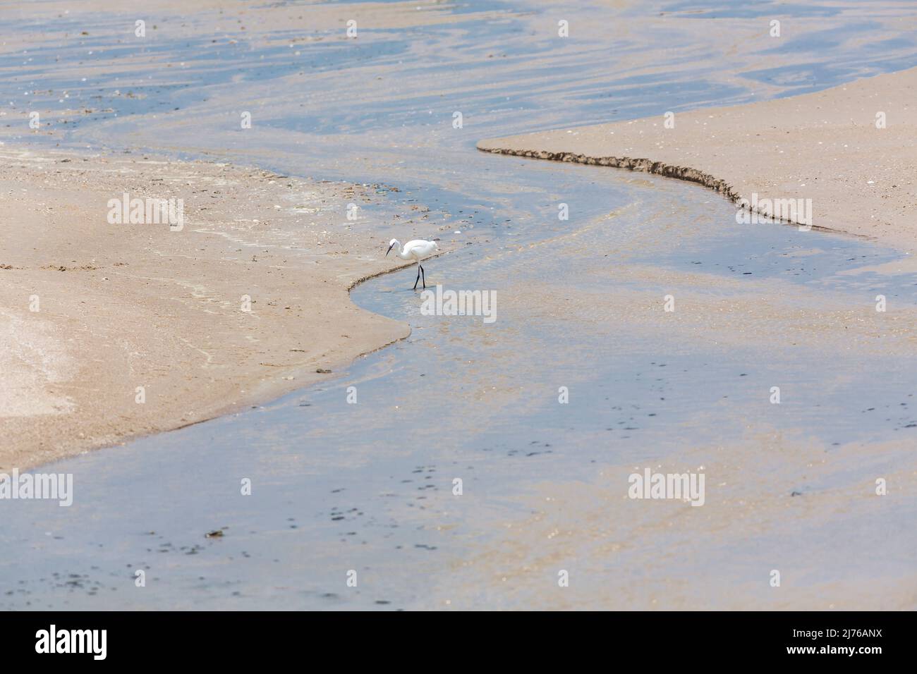 Gerret bianco sulla spiaggia, (Casmerodius albus), Dusit Thani complesso alberghiero, Hua Hin, Prachuap Khiri Khan provincia, Thailandia, Golfo di Thailandia, Asia Foto Stock