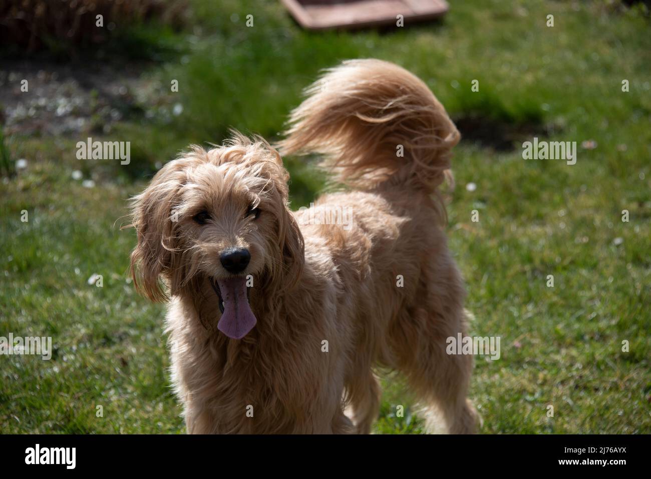 Un cane (Mini Goldendoodle) attacca la lingua e i pantaloni. Foto Stock