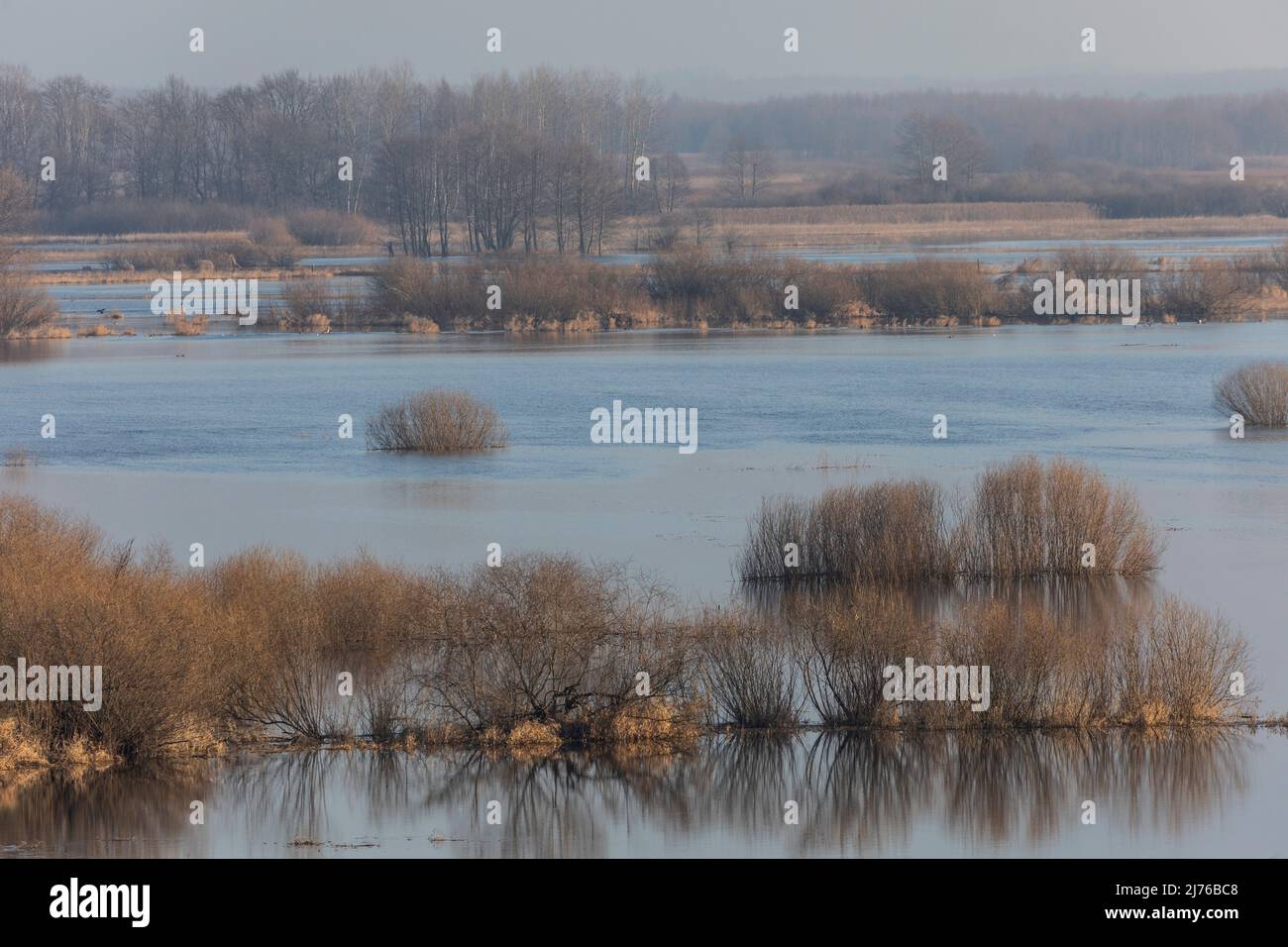 Europa, Polonia, Podlaskie Voivodato, Biebrza / Burzyn Foto Stock