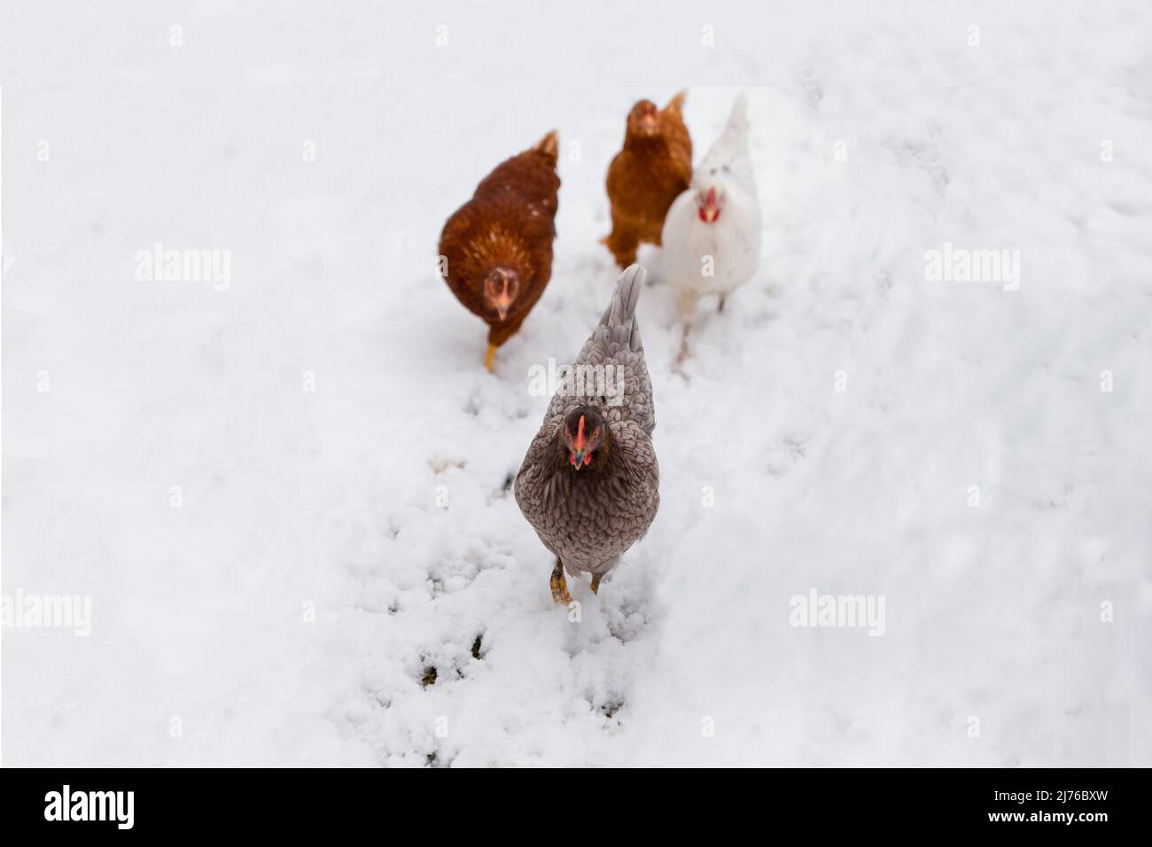 Polli nella neve Foto Stock