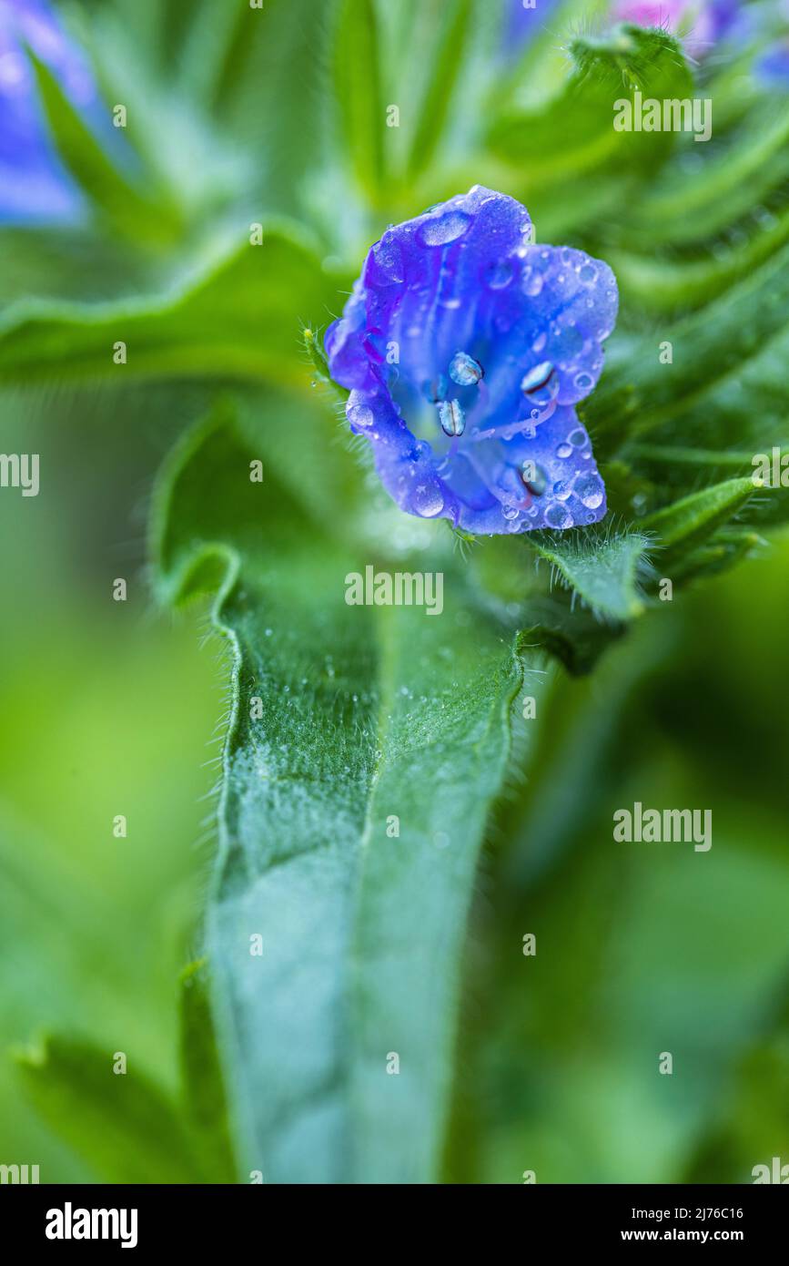 Bugloss di vipera comune (Echium vulgare) Foto Stock