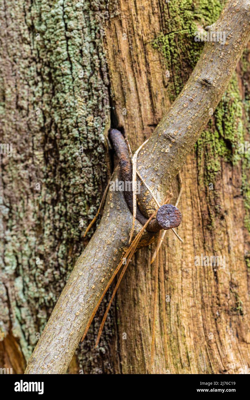 superficie in legno intemperiato con chiodo arrugginito, immagine di sfondo Foto Stock