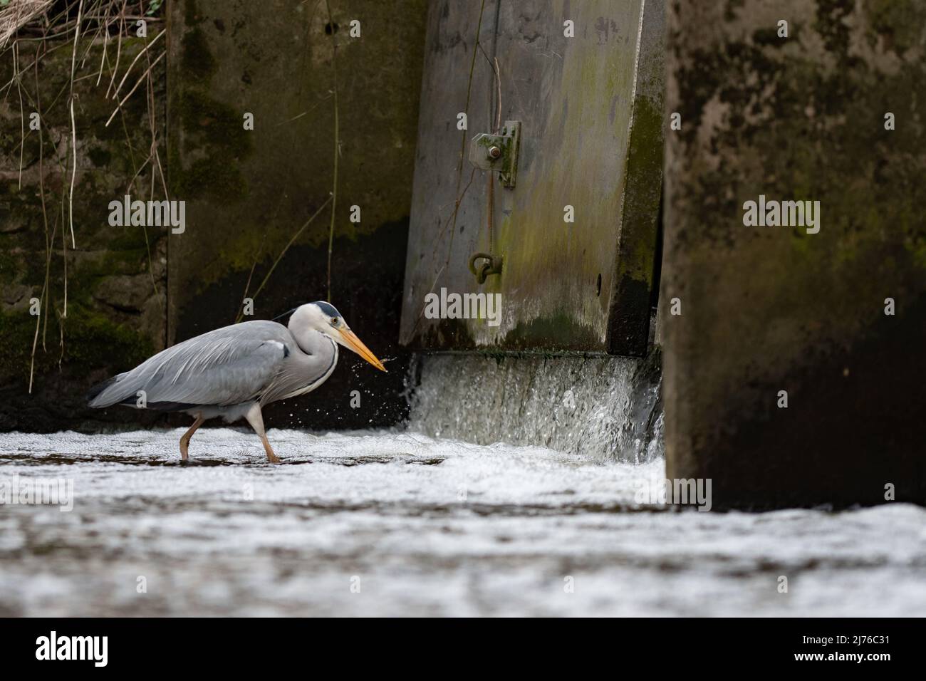 pesca di airone grigio da parata di sluice Foto Stock