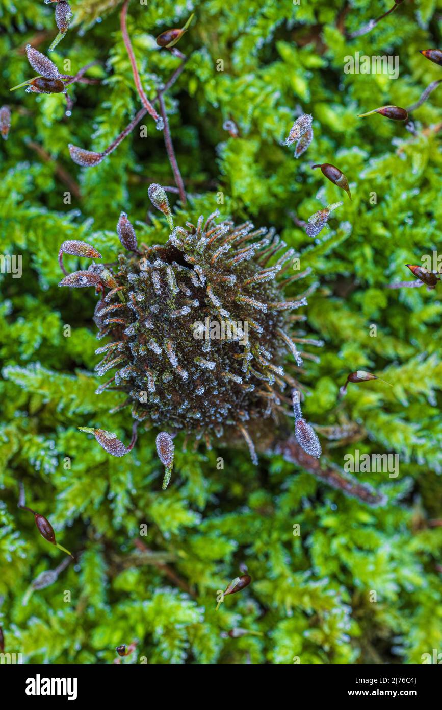 Foresta ancora vita, una beechnut su muschio, natura nei dettagli, primo piano Foto Stock