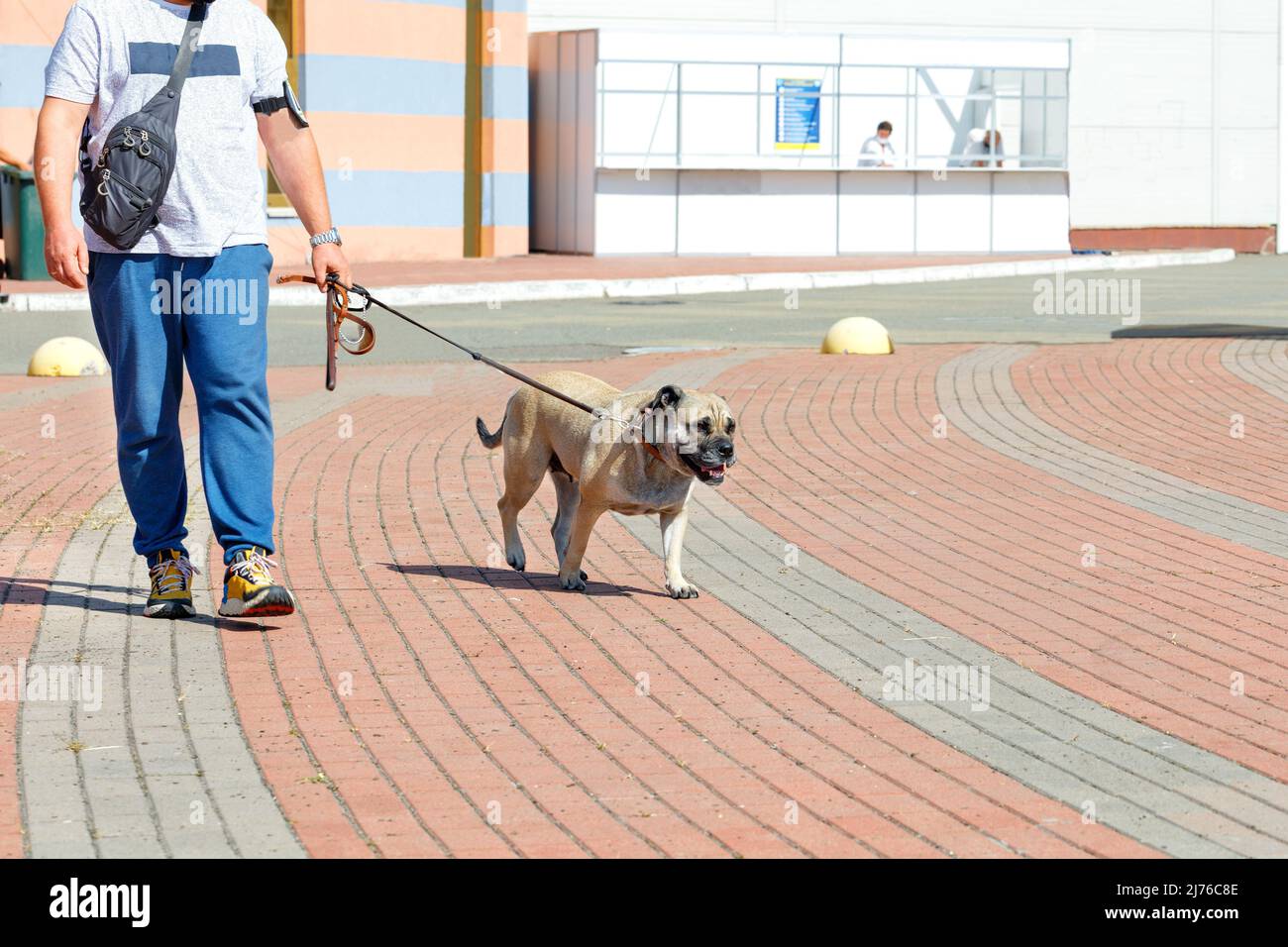 Il proprietario cammina il suo cane da combattimento su un guinzaglio su un marciapiede lastricato in una giornata di sole. Spazio di copia. Foto Stock