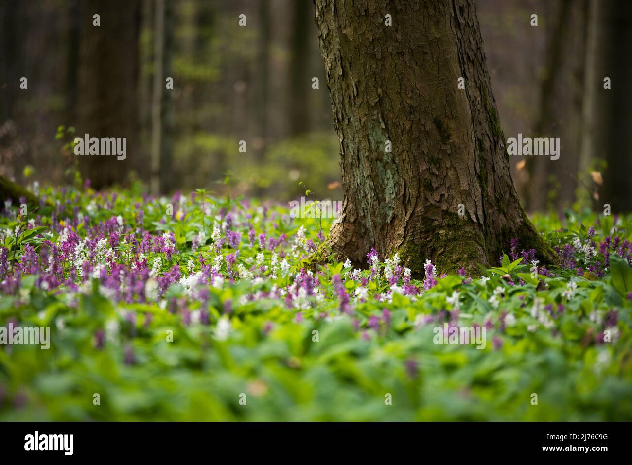 Un tappeto di fiori di larkspur cavo copre il pavimento della foresta in primavera nel Parco Nazionale di Hainich, Germania, Turingia Foto Stock