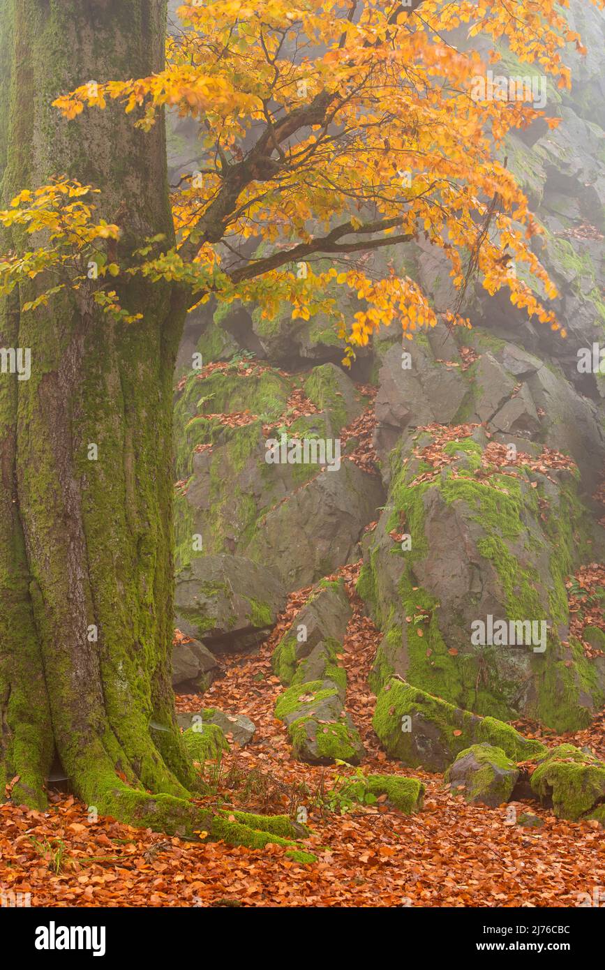 Atmosfera autunnale al Wilhelmsteinen vicino Siegbach, Parco Naturale Lahn-Dill-Bergland, Germania, Hessen Foto Stock