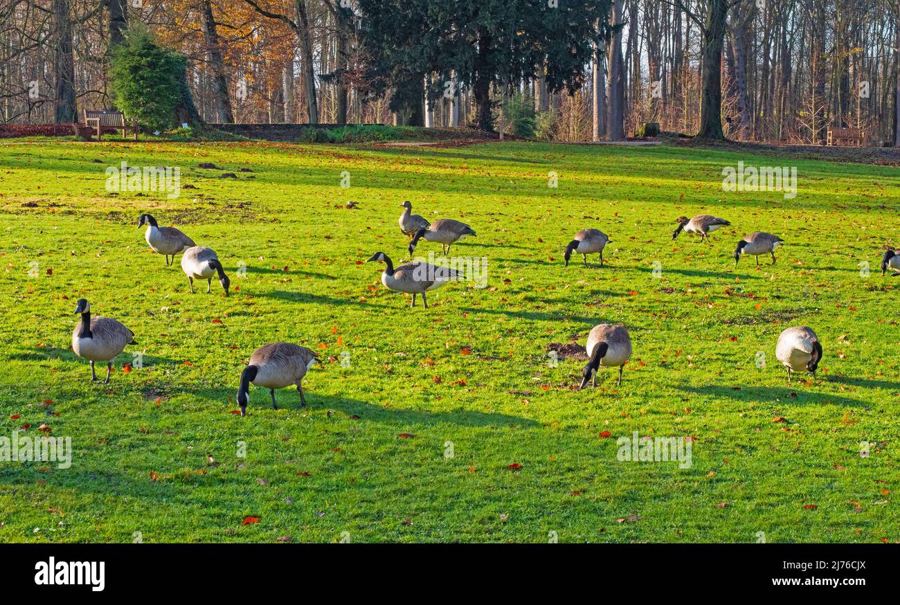 Castello Dyck vicino a Jüchen, oche selvatiche nel parco, Renania settentrionale-Vestfalia, Germania Foto Stock