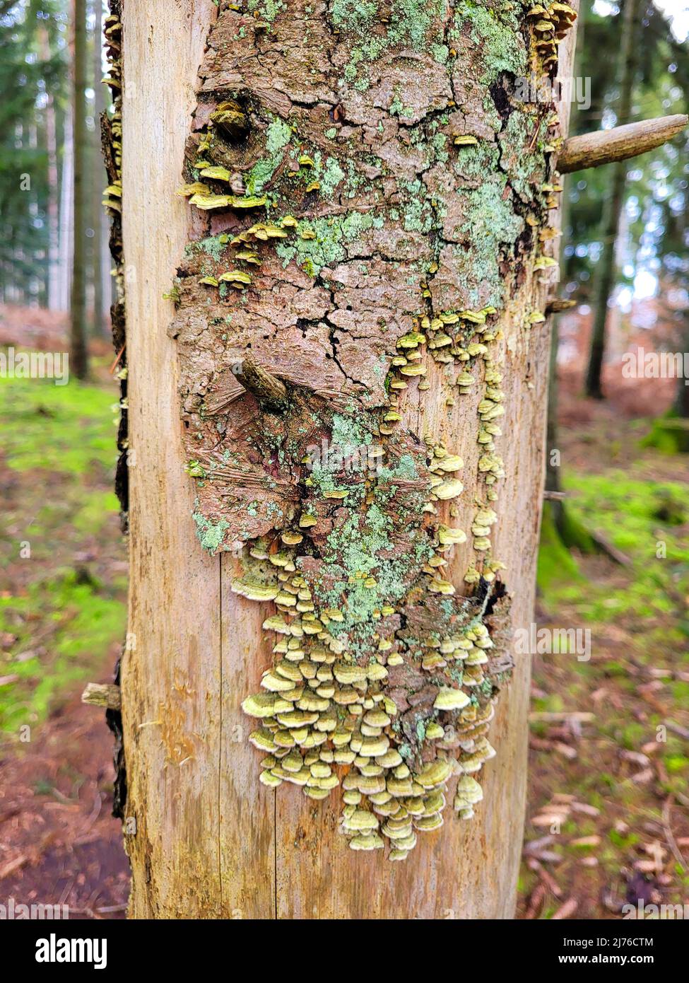 Legno morto con funghi di albero sul sentiero escursionistico Traumschleife Saarhölzbachpfad, Traumschleifen Saar-Hunsrück, Saarhölzbach, Saarland, Germania Foto Stock