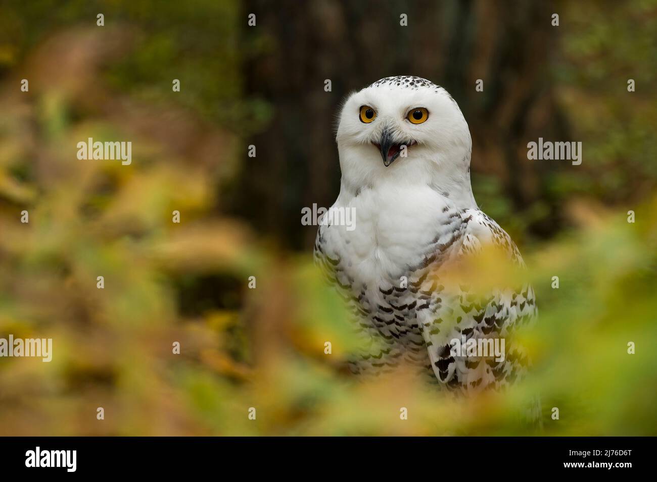 Gufo nevoso (Bubo scandiacus), prigioniero, guardando attraverso le foglie colorate autunno, Bispingen uccello di Prey recinto, Lüneburg Heath, Germania, bassa Sassonia Foto Stock