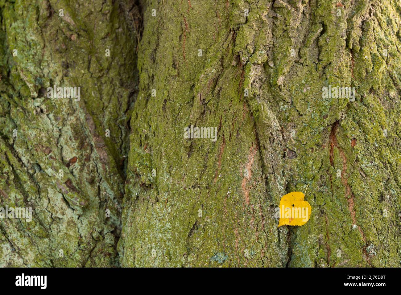 Tronco di tiglio con foglia di tiglio giallo, la corteccia è coperta di lichen verde, Germania, Assia, Marburger Land Foto Stock