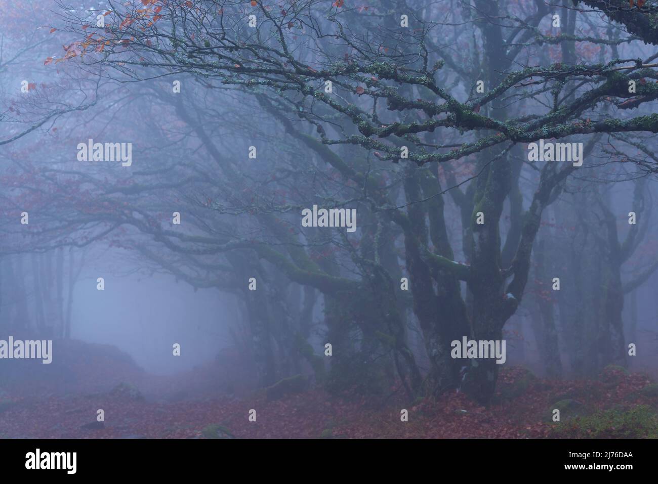 Fitta nebbia nella faggeta croccante vicino la Schlucht, le ultime foglie appendono sugli alberi ricoperti di muschio e licheni, Vosgi, Francia, regione Grand Est, Parco Naturale Regionale dei Ballons des Vosges Foto Stock