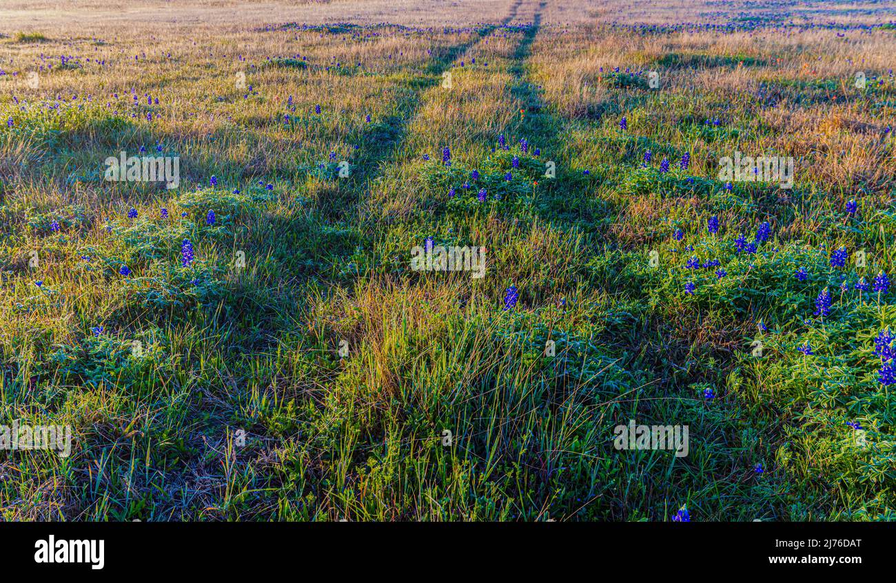 Percorre Blue Bonnet Fuced Meadow, Washington County, Texas USA Foto Stock