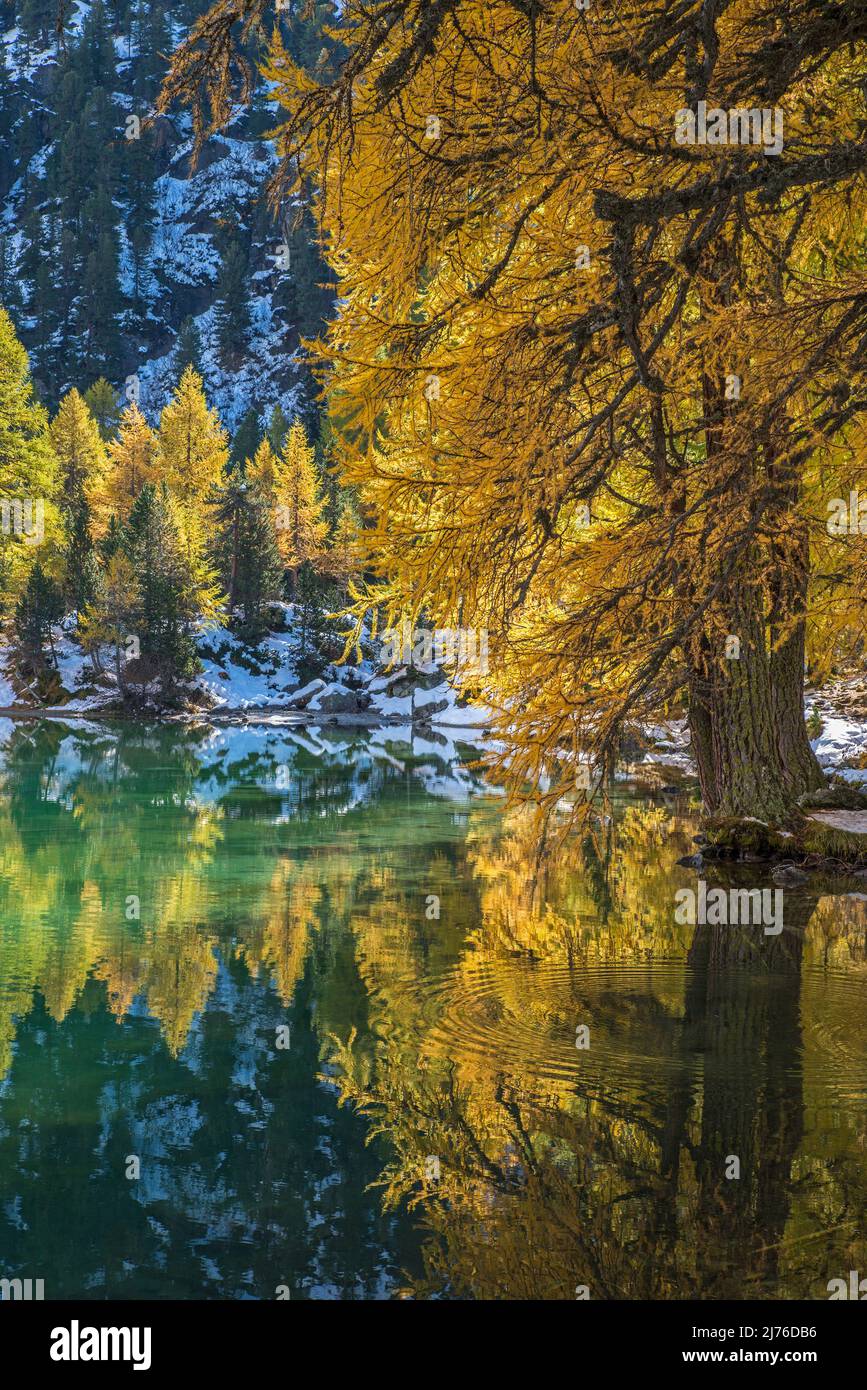 Autunno a Palpuognasee, le larici si riflettono nelle acque color smeraldo, Svizzera, Canton Grigioni, vicino a Preda Foto Stock
