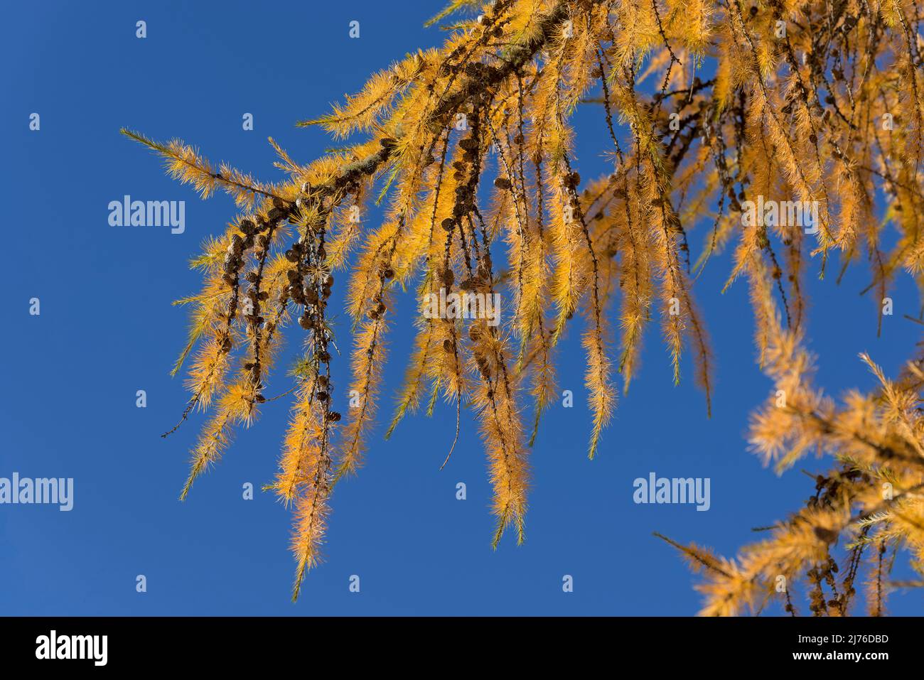 Larice giallo contro cielo blu, colori autunnali in Engadin, Svizzera, Canton Grigioni Foto Stock