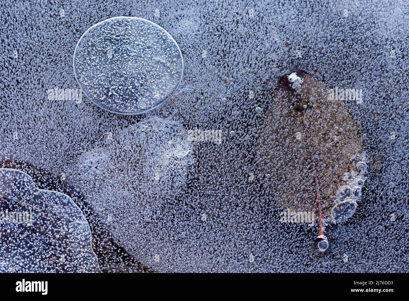 Foglie congelate in ghiaccio e bolle d'aria, Germania, Assia Foto Stock