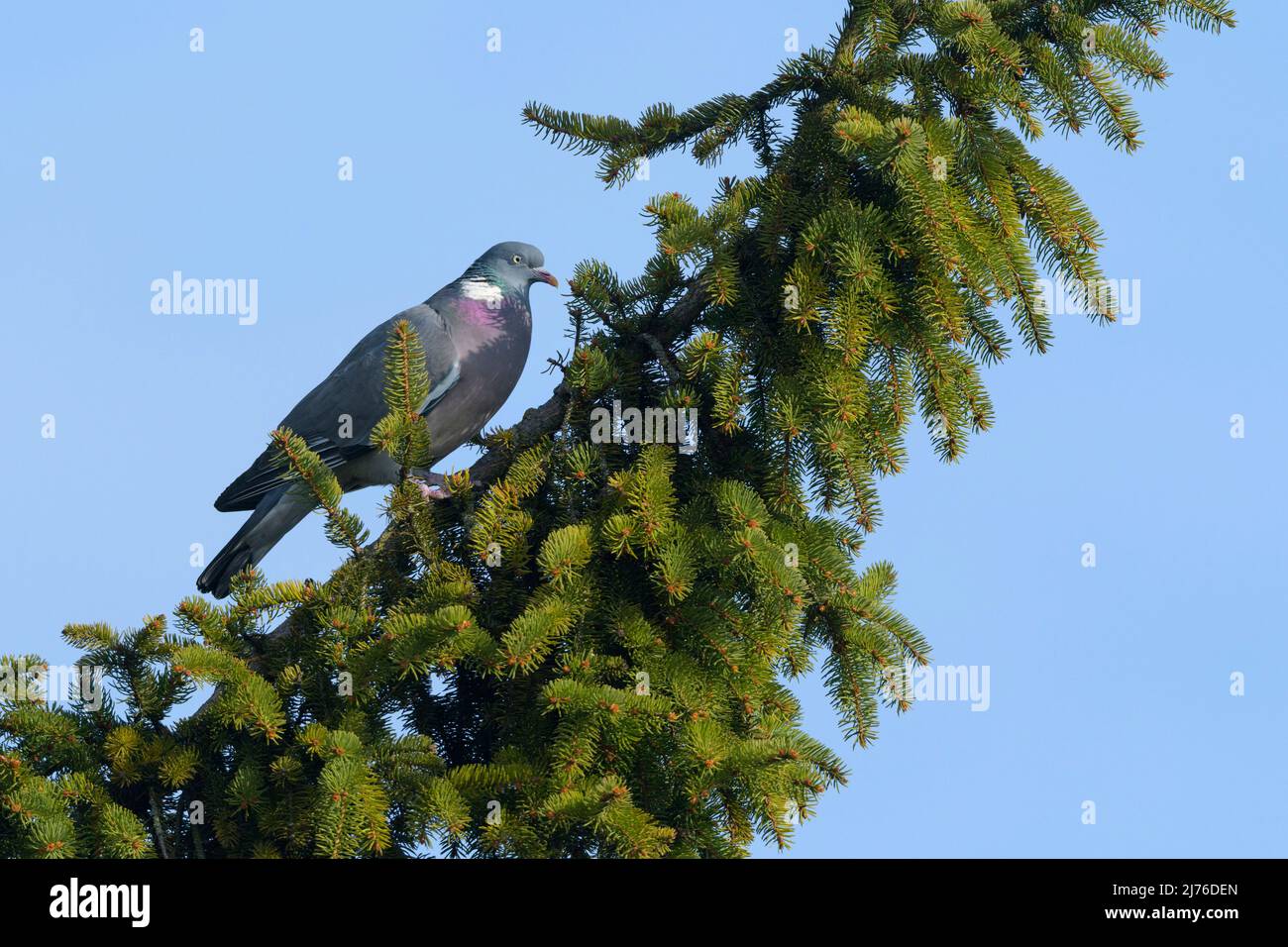 Woodpicceon (Columba Palumbus) su un albero, primavera, Assia, Germania Foto Stock