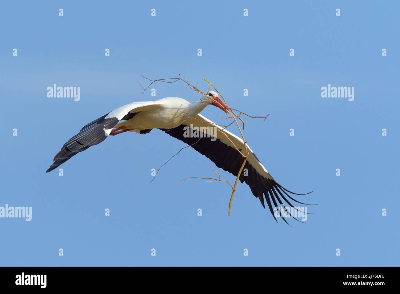 Cicogna bianca volante (Ciconia ciconia) con materiale nidificante in becco, primavera, Assia, Germania, Europa Foto Stock