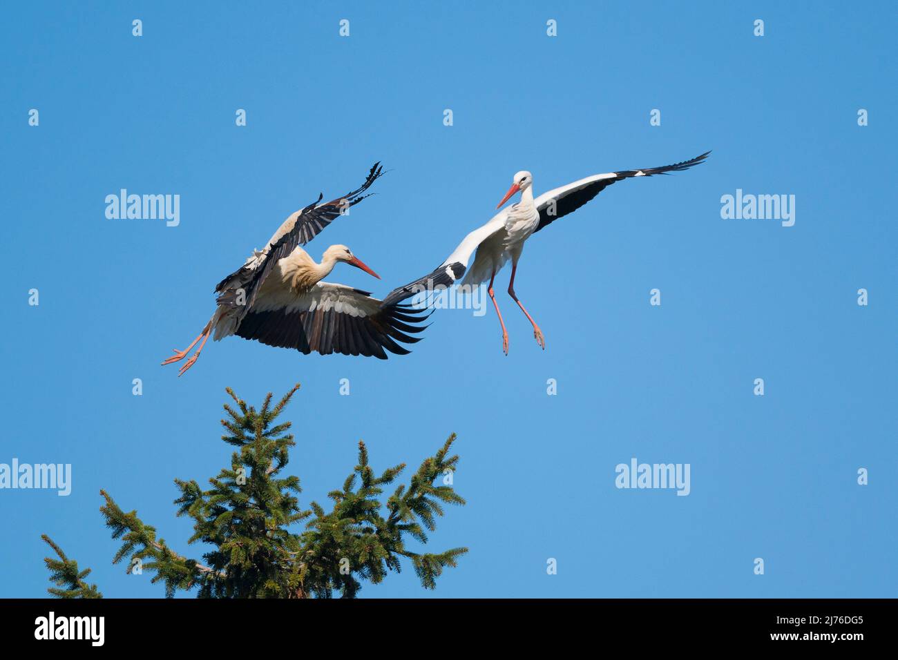 Cicogne bianche (Ciconia ciconia) che litigano in aria, primavera, Assia, Germania, Europa Foto Stock