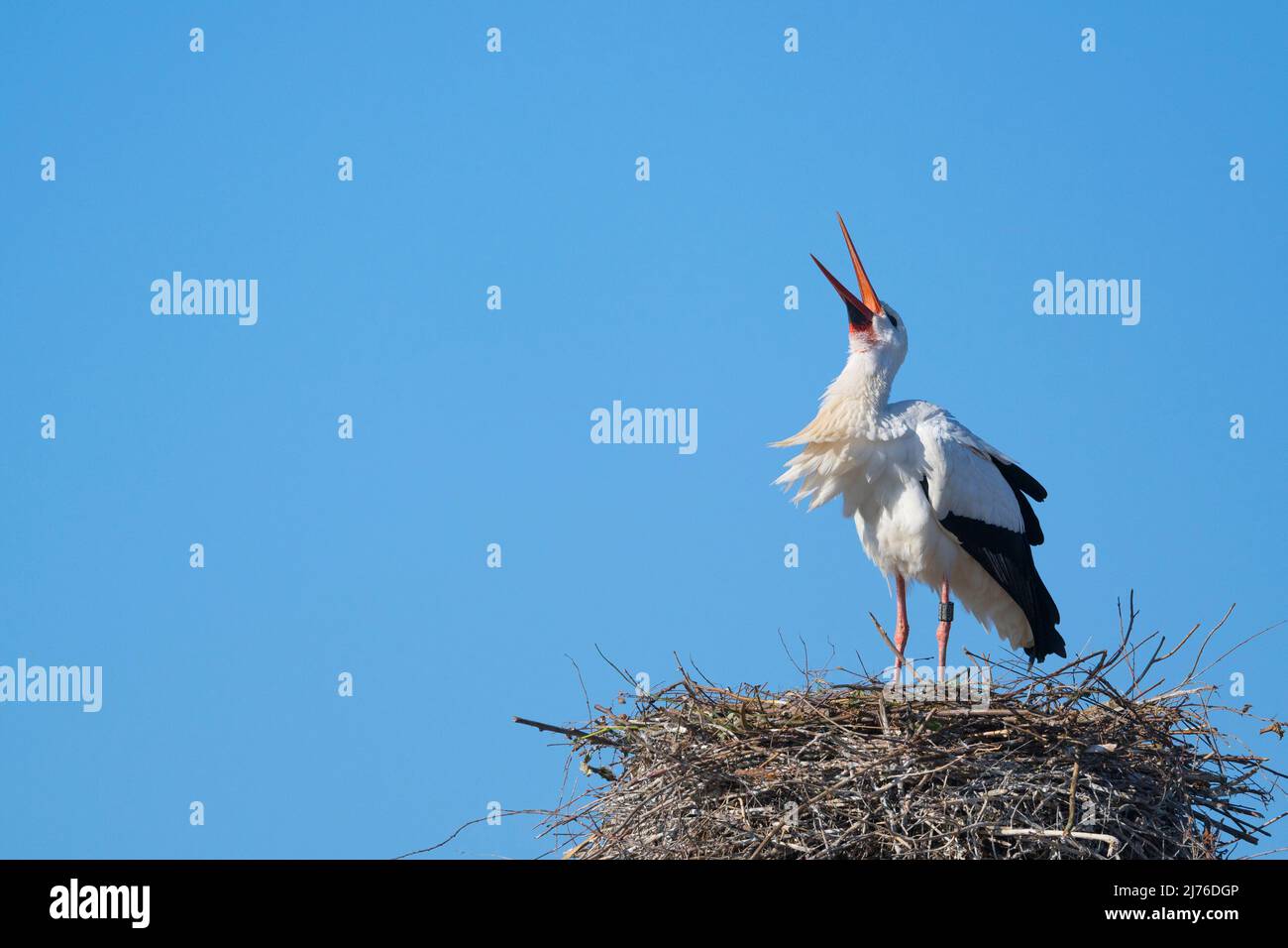 Cicogna bianca (Ciconia ciconia) in nido, primavera, Assia, Germania, Europa Foto Stock