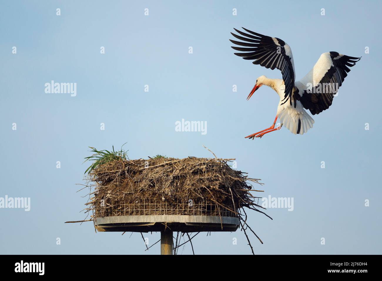 Cicogna bianca (Ciconia ciconia) che si avvicina al nido, primavera, Assia, Germania, Europa Foto Stock