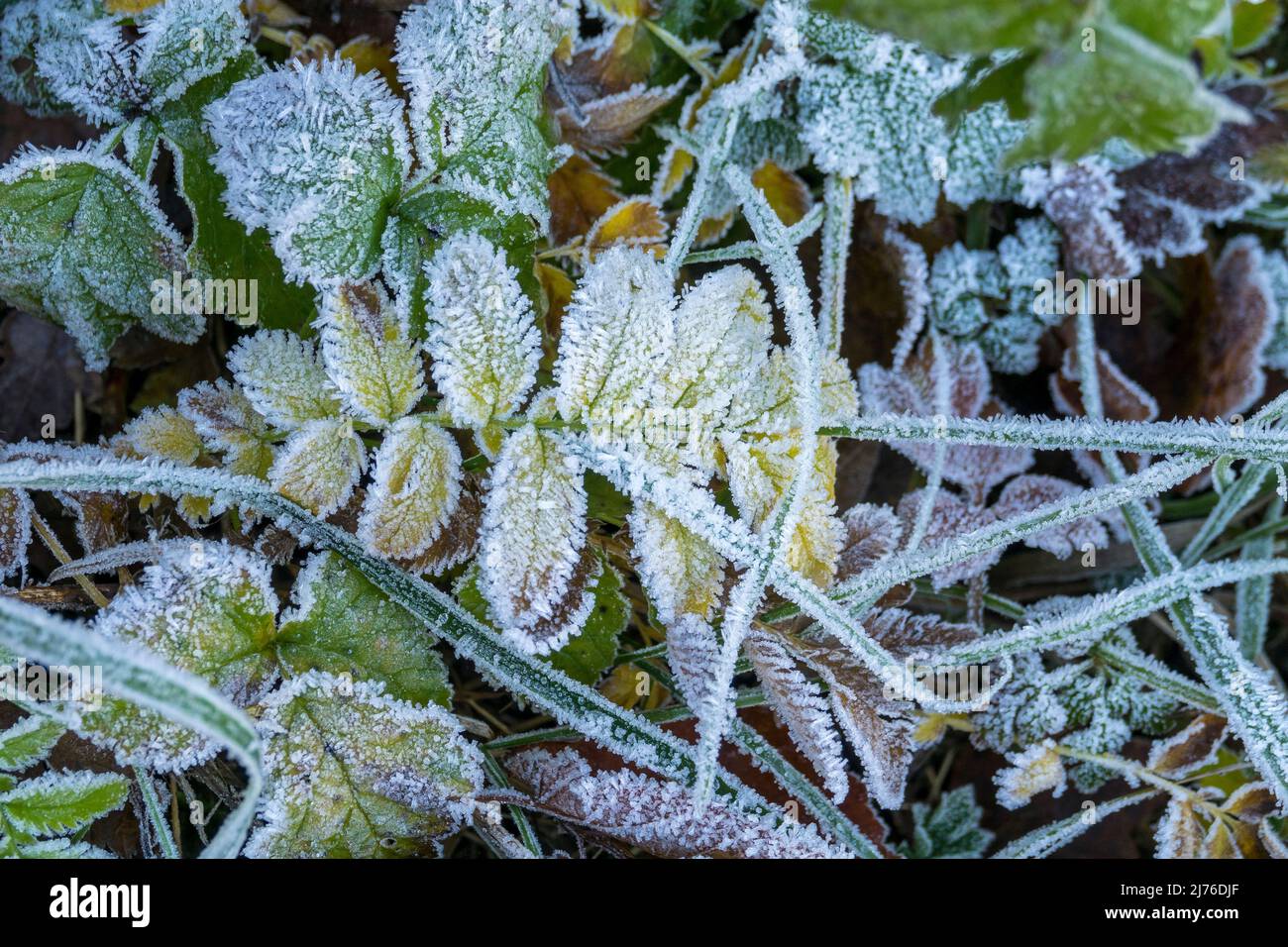 Germania, Reutlingen, foglie e erba ricoperte di gelo. Foto Stock