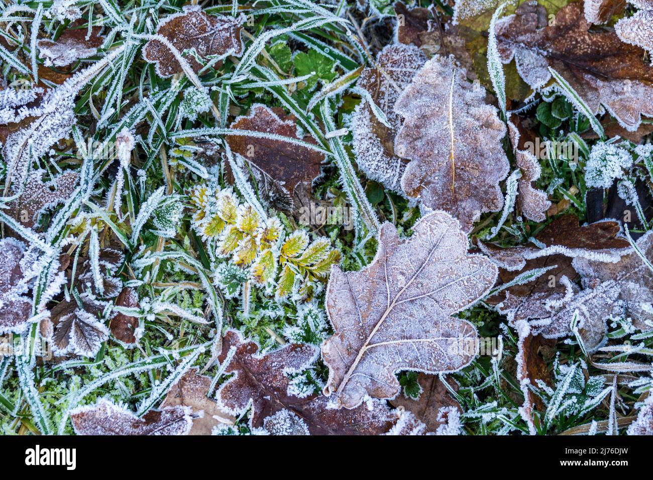 Germania, Reutlingen, foglie e erba ricoperte di gelo. Foto Stock