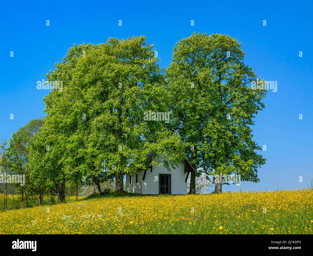 Germania, Weilen unter den Rinnen, Ottilienkapelle, cappella di pellegrinaggio, prato in fiore, castagni, Nell'area escursionistica Oberes Schlichemtal nel Parco Naturale dell'Alto Danubio. Foto Stock