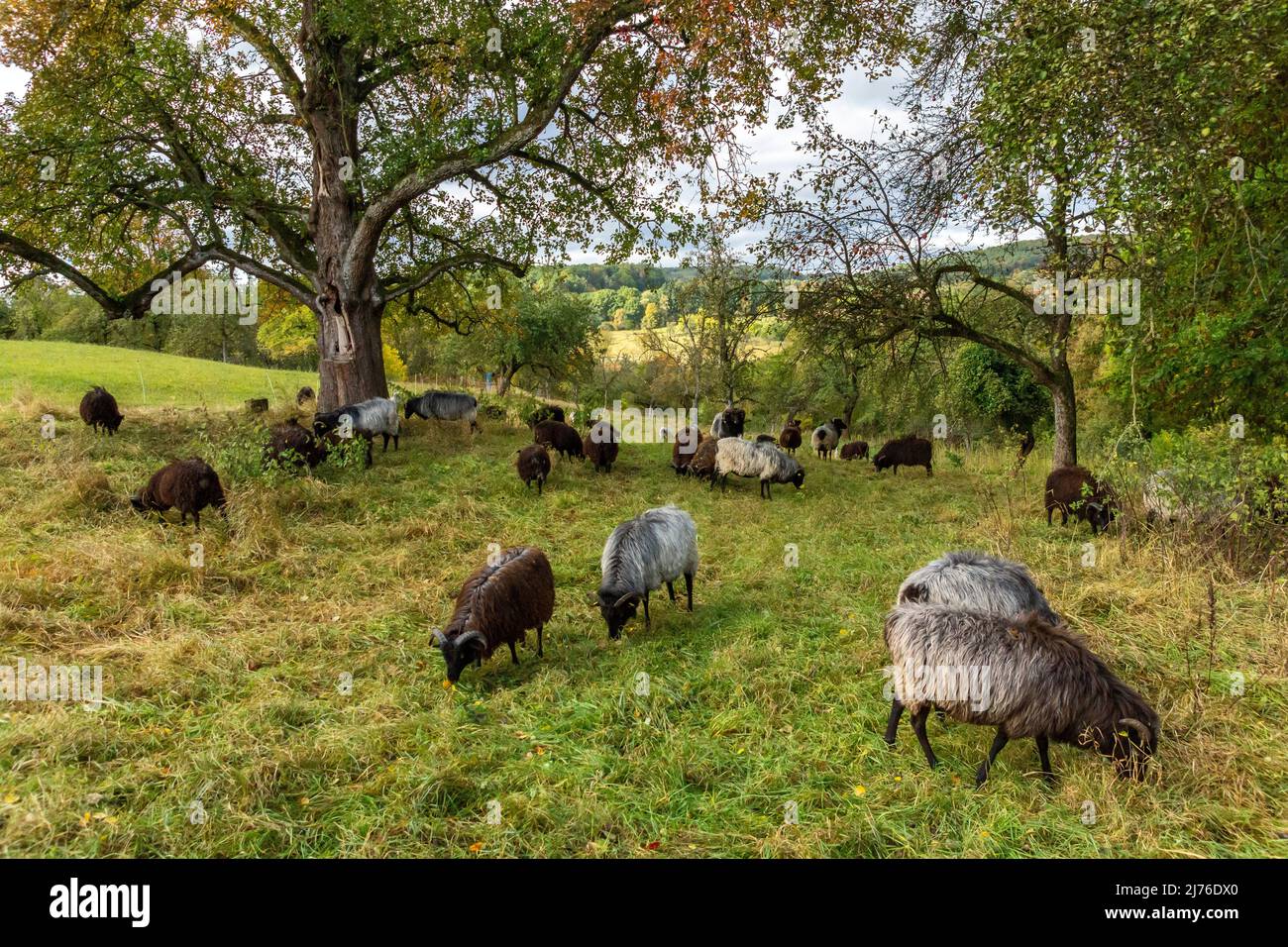 Germania, Reutlingen, Heidschnucken sono una razza ovina frugale, appartengono alla pecora nordica a coda corta. Foto Stock